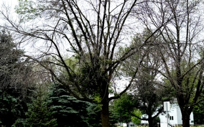 Emerald Ash Borer spreading throughout southeastern South Dakota